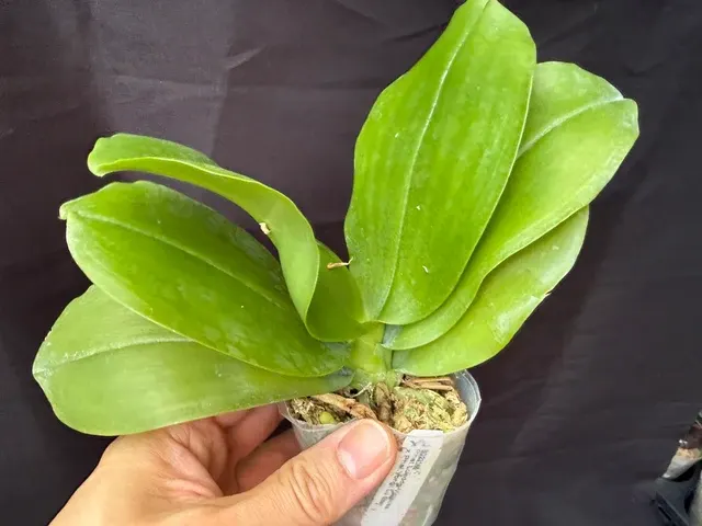 Phalaenopsis Luedde-violacea x Yongli Lu Star