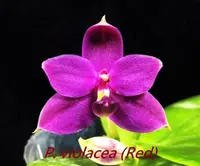 Phal. viloacea var. Indigo-Red (P2097) (Polychilos - Amboinenses - violacea )