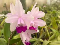 Cattleya intermedia ‘Abade’ - blooming size division