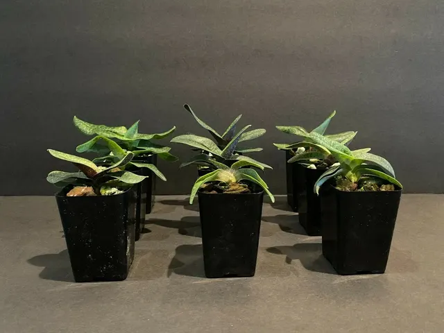 Paphiopedilum QF Hina
