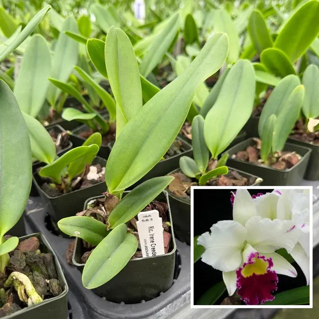 Rhyncholaeliocattleya Irene Creeden 'Volcano Queen' (Rhyncholaeliocattleya)