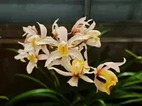 Coelogyne Trinervis
