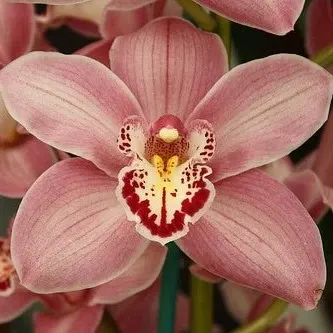 Cymbidium Summer Geyser 'Candy' (Cymbidium)