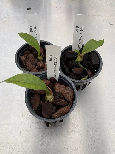 Oeceoclades maculata (Oeceoclades)