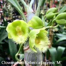 Clowesetum Rebecca Express 'M' (Clowesetum)