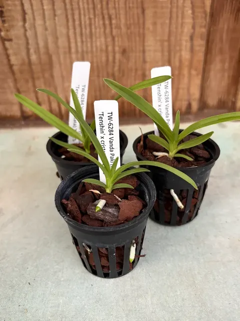 Vanda Paki (Vanda)