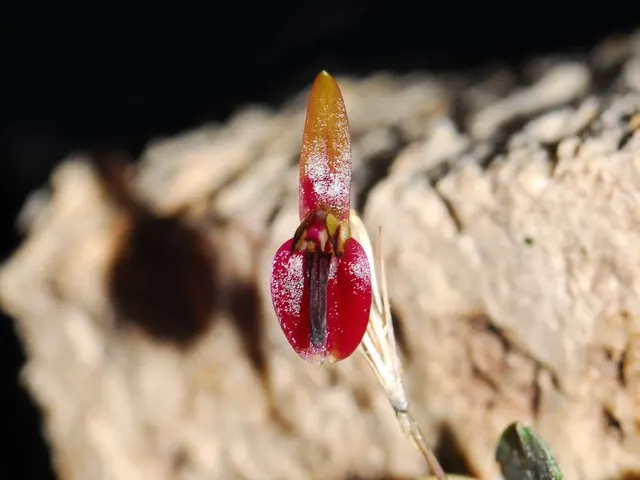 Anathallis cuspidata (Anathallis)