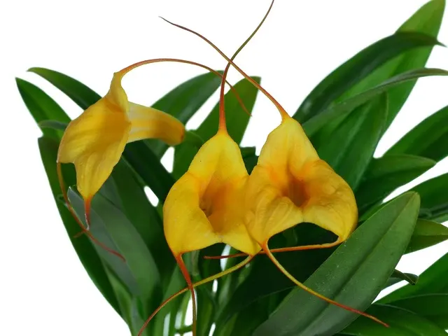 Masdevallia Ximena Neira Orange (Masdevallia)