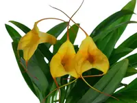 Masdevallia Ximena Neira Orange