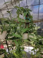Vanilla Cuttings (2) 12-15" Unrooted - Vanilla Planifolia - Perfect for Gardening or Propagation