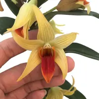 Dendrobium Jiaho Delight ”Orange Candy” (0.45m)