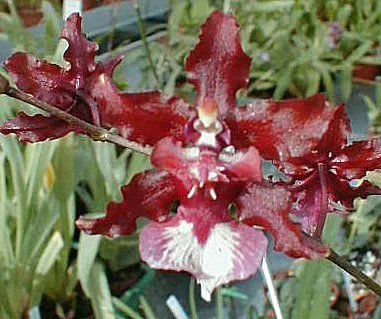 Oncidium SHARRY BABY 'Sweet Fragance'