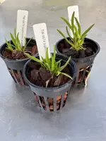 Sophronitis acuensis