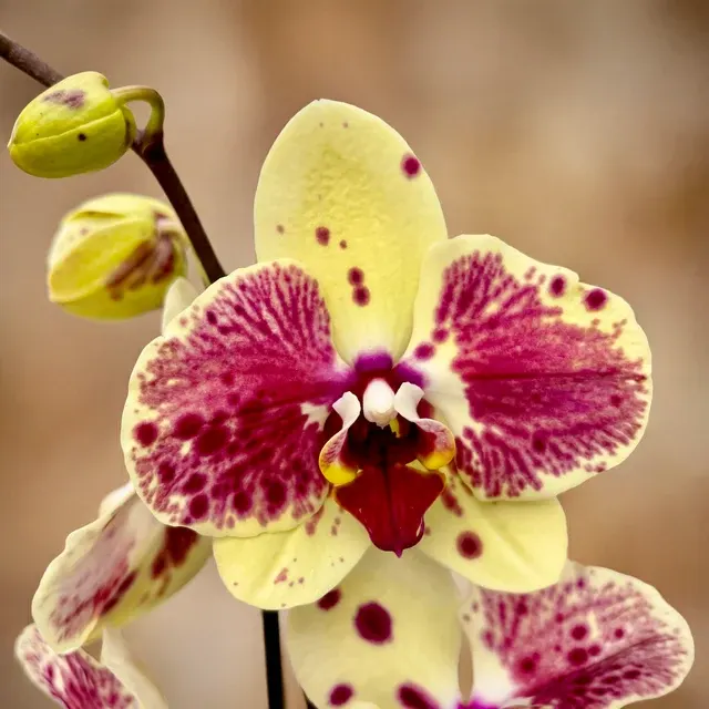 Phalaenopsis Exotic Punch 'Pikachu'