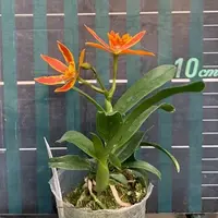 Epicatanthe Hsiang Yu Gold Coast 'Fireworks' 2.5"