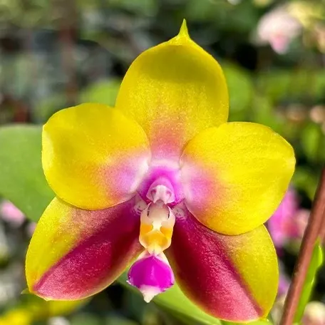 Phalaenopsis Meidarland Kaiulani 'Yellow Lion'