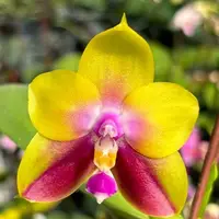 Phalaenopsis Meidarland Kaiulani 'Yellow Lion' 2.5" Fragrant