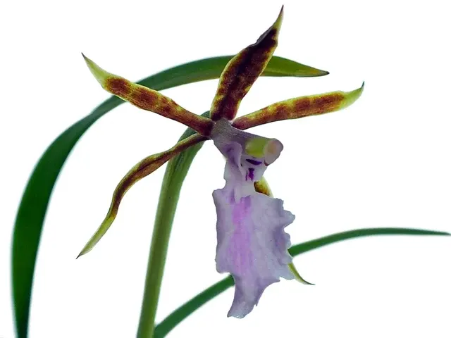 Rhynchostele stellata (Rhynchostele)