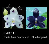 Phal. Lioulin Blue Peacock x LL Blue Leopard (3514)