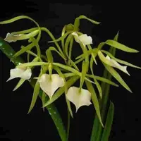 Brassavola cordata sp.