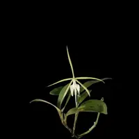 Epidendrum nocturnum