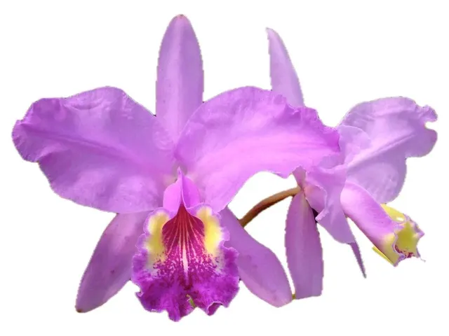Cattleya lueddemanniana x 'Clarines' (Cattleya)