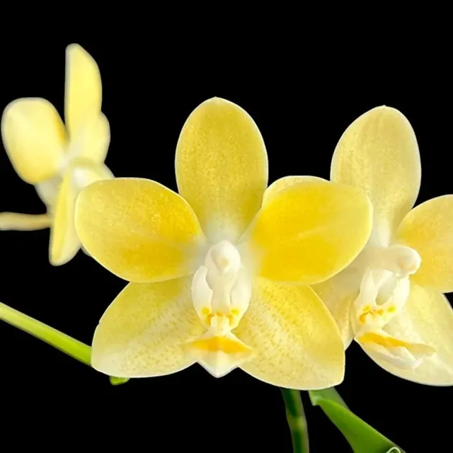 Phalaenopsis Mango Panna Cotta - Flori Parfumate