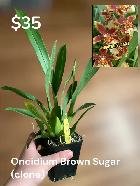Zygopetalum Snow Bird 4in (Zygopetalum)