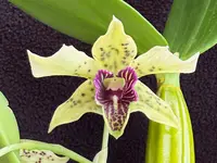 Dendrobium Little Atro 2" LARGE FS