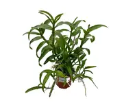 Dendrobium Lovely Virgin # 6 h00403