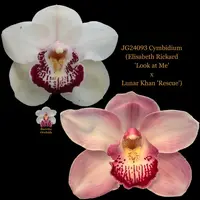 Cymbidium Flask JG24093 Cymbidium (Elisabeth Rickard 'Look at Me' x Lunar Khan 'Rescue')