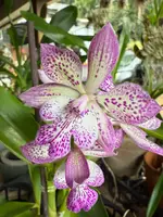 Epicatarthron Hilo Adventure (fragrant hybrid) — Not currently in bloom