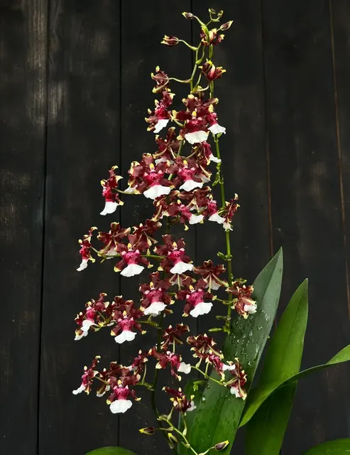 Oncidium Aka Baby 'Raspberry Chocolate' (Oncidium)