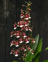 Oncidium (Onc.) Aka Baby 'Raspberry Chocolate' -In Season! — Blooming Size