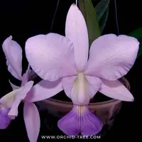 Cattleya walkeriana var. coerulea 'Edward' SM/JOS Orchid Plant - BS