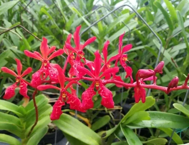 Renanthera Kalsom (Renanthera)