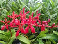 Renanthera Kalsom 4N