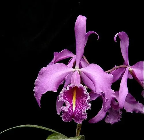 Cattleya maxima var rubra