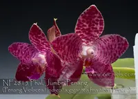 Phal. Jumbo Penang 'Note: Husky Plant , 5-6 years old ' (Penang Violacea ' Indigo ' x gigantea fma alba ' Prince ' )