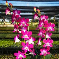 Pink Blue 8 Seedling
