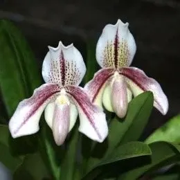 Paphiopedilum Exul X Paph. Bellatulam (Paphiopedilum)