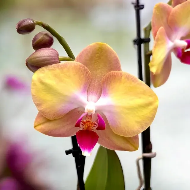 Phalaenopsis MyMonro Glamour