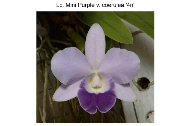 Laeliocattleya Mini Purple coerulea