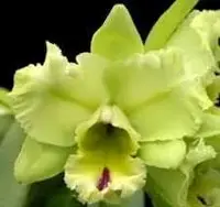 Rlc. Magic Meadow 'Napoleon