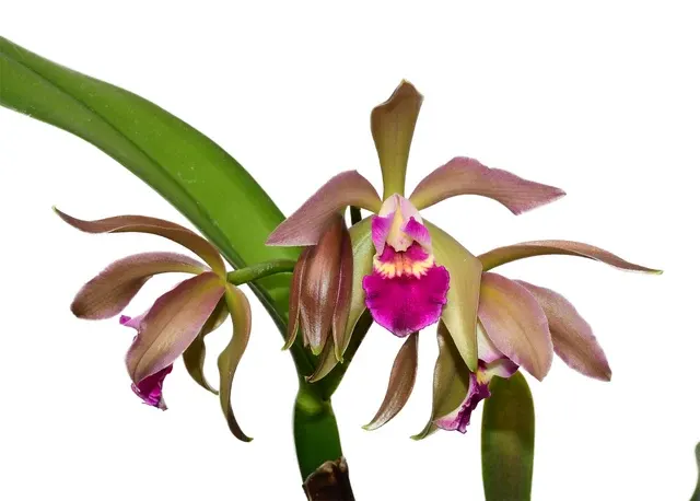 Cattleya Gigi Portilla (Cattleya)