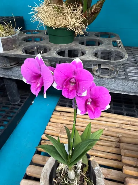 Dendrobium Burana Orchid 'Paragon' (Dendrobium)