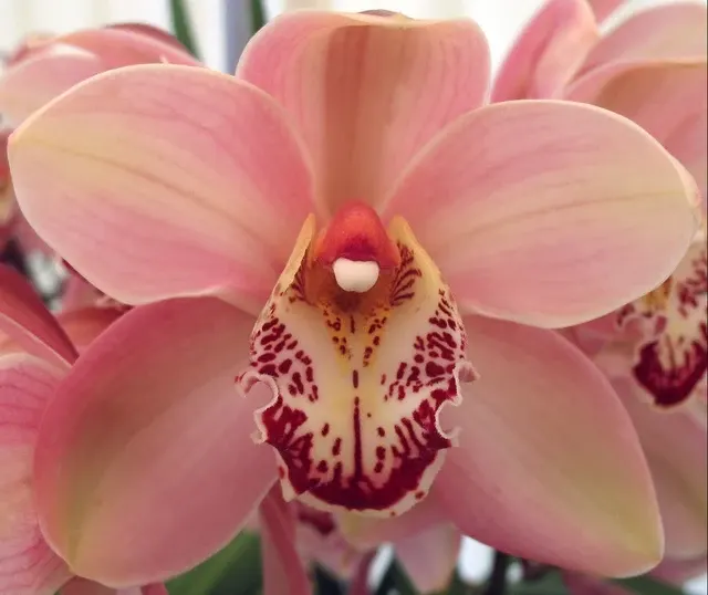 Cymbidium Cronulla