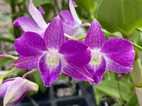 Den. Hawaiian Delight ‘Puanani’