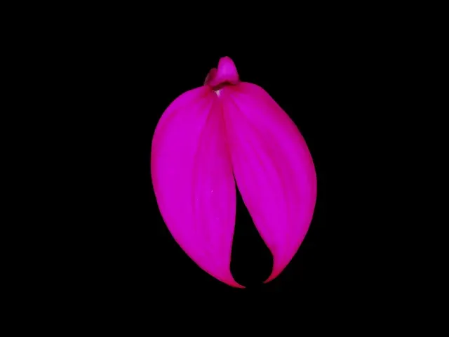 Masdevallia coccinea 'Gualaceo' (Masdevallia)