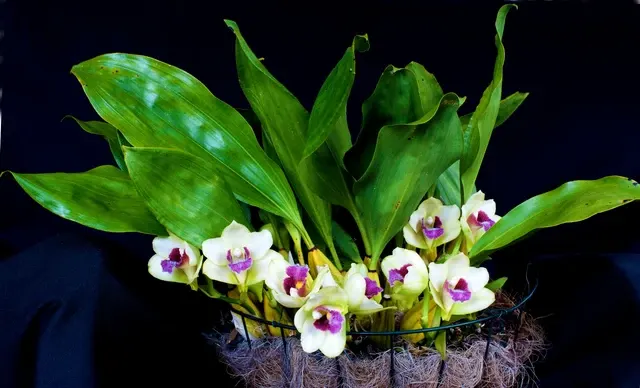 Bifrenaria harrisoniae x sib